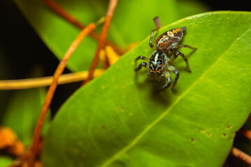 Jumping spider waiting for its prey on a leaf