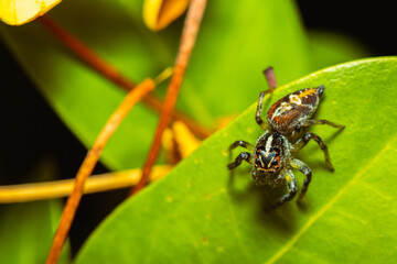 Jumping spider waiting for its prey on a leaf