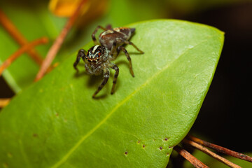 Jumping spider waiting for its prey on a leaf