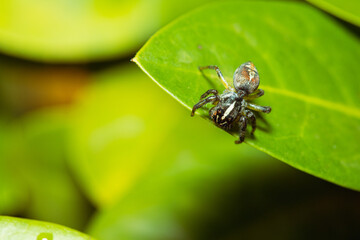 Jumping spider waiting for its prey on a leaf
