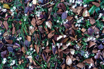 落ち葉と白い小さな花