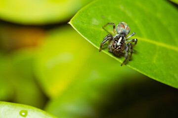 Jumping spider waiting for its prey on a leaf
