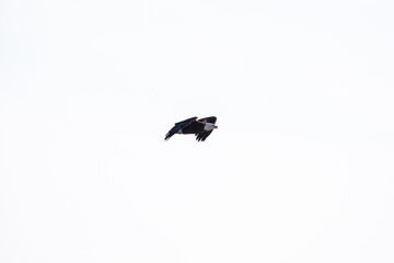 Northern Minnesota Bald Eagle on Ice Lake Superior 