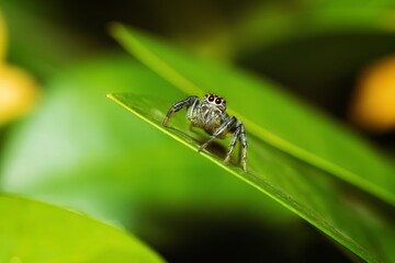 Jumping spider waiting for its prey on a leaf