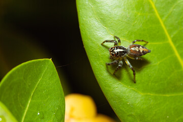 Jumping spider waiting for its prey on a leaf