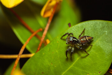 Jumping spider waiting for its prey on a leaf