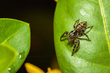 Jumping spider waiting for its prey on a leaf