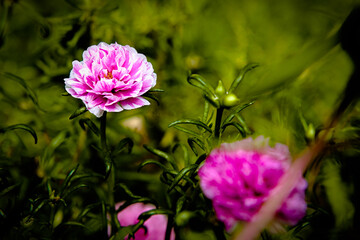 white pink magenta mose rose blooming colorful love in garden