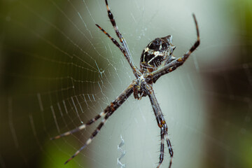 Argiope argentata, a.k.a. Silver Argiope spider lurking on its cobweb