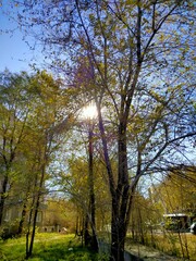 Naklejka premium солнце небо дерево лето