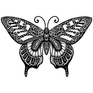 Hand drawn of Butterfly zentangle arts . vector illustration