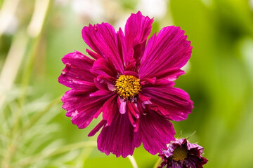 Collection of flowers, anthers and stigmas close up with shallow depth of field.
