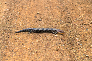 Bluetongue lizard on a gravel road