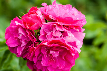 Collection of flowers, anthers and stigmas close up with shallow depth of field.