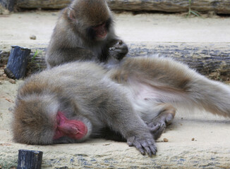Young Japanese macaque who is grooming an older one is looking into its fingers. Horizontally oriented picture.