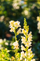 Collection of flowers, anthers and stigmas close up with shallow depth of field.