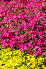 Obraz premium Collection of flowers, anthers and stigmas close up with shallow depth of field.