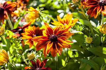 Collection of flowers, anthers and stigmas close up with shallow depth of field.