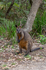 Black Wallaby Alert vert