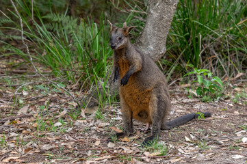 Black Wallaby Alert 