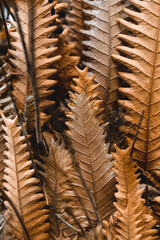 close up of brown dry fern leaves lined up
