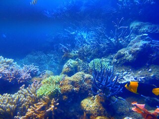 海底の珊瑚と魚の冬