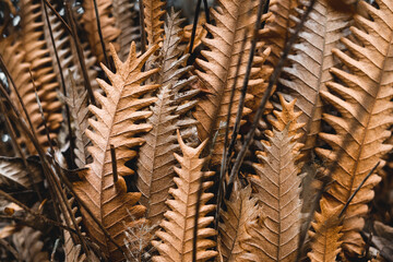 close up of brown dry fern leaves lined up