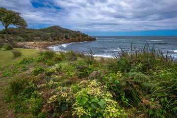 Mimosa Rocks Vegetation 