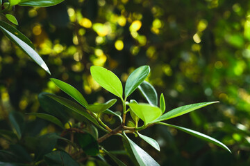 Green leaves in nature With evening light
