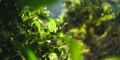 Green leaves in nature With evening light