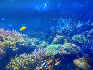 Obraz na płótnie Canvas サンゴ礁と熱帯魚の風景