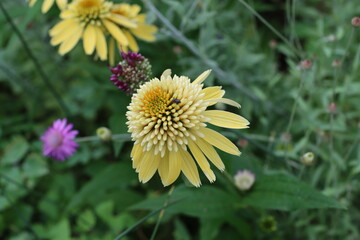 lemon color echinacea