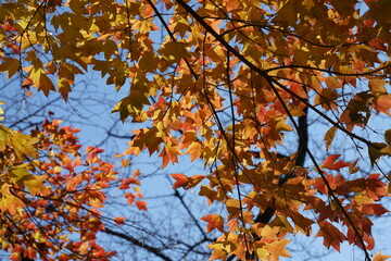 トウカエデの葉の秋のカラフルな彩り