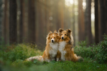 red two sheltie dogs in the green forest. Pet on the nature. tracking, hiking, travel  - obrazy, fototapety, plakaty