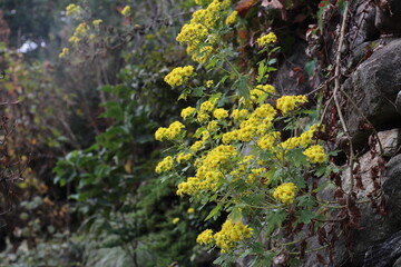 Fototapeta premium chrysanthemum lavandulifolium with little yellow flower