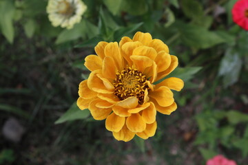 zinnia flower