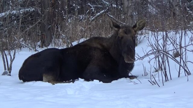 Alaskan bull moose resting in a forest snowbank