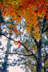 Red maple leaves  and Chinese classical architecture in autumn