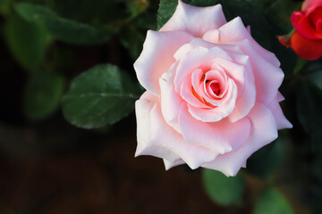 Fresh Blooming Light Pink Rose With Blur Background