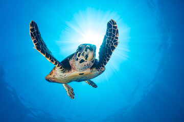 Obraz na płótnie Canvas Female Hawksbill turtle swimming around coral reef with sun rays bursting through the shallow water