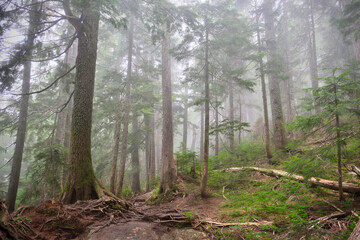 Pacific rainforest in fog. Dog Mountain trail in North Vancouver. British Columbia. Canada 