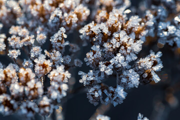 Beautiful crystals of rime ice on plants during frosts. Macro shot of hoarfrost on inflorescences....
