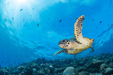 Fototapeta na wymiar Female Hawksbill turtle swimming around coral reef with sun rays bursting through the shallow water