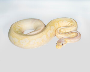 Banana Sugar Pewter Ball Python