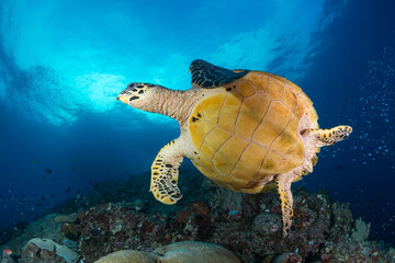 Obraz premium Female Hawksbill turtle swimming around coral reef with sun rays bursting through the shallow water