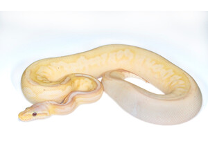 Obraz premium Banana Sugar Pewter Ball Python