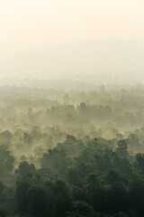Overview of Evergreen Forest - Top of Tall Green Trees with Dense Morning Fog Rolling In Over Lush Wilderness