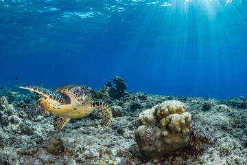 Naklejka na ściany i meble Hawksbill sea turtle swims above coral reef in tropical waters