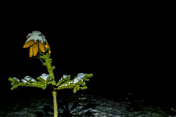 Christmas tree with a bunch of cones at night in the snow with copy space. Christmas night mystery concept