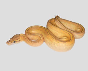 Orange Dream Highway Ball Python